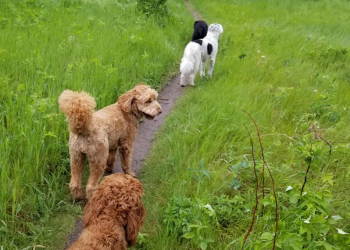 Our Top 8 Dog Walking Trails In Edmonton The Leash Team
